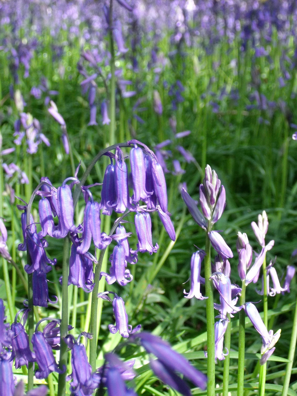 Carpet of bluebells in spring woodland digital photo download, Hertfordshire England