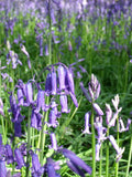 Carpet of bluebells in spring woodland digital photo download, Hertfordshire England