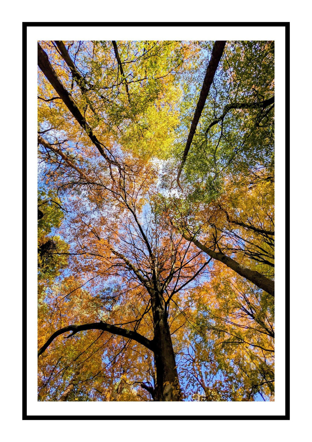 Tree canopy in autumn