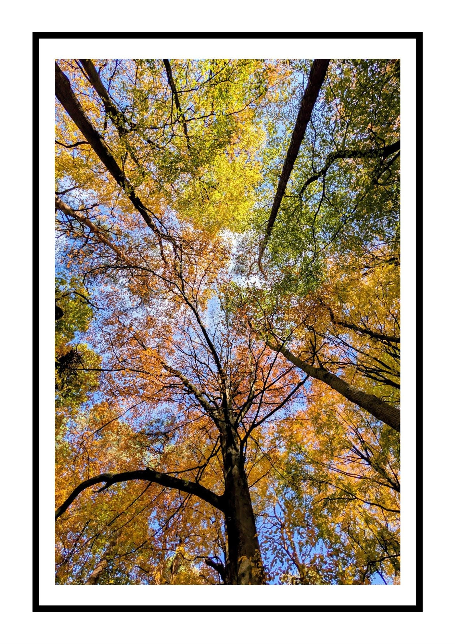 Tree canopy in autumn
