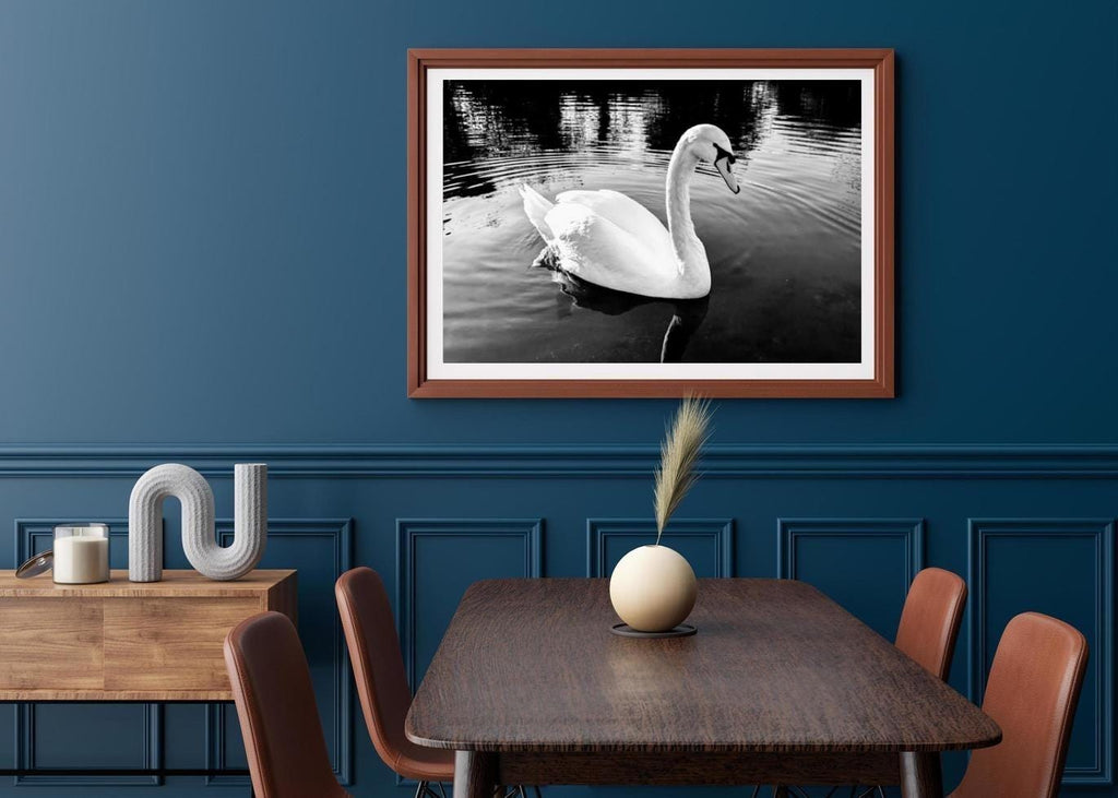 Lone Mute swan gliding gracefully on the river, in black and white