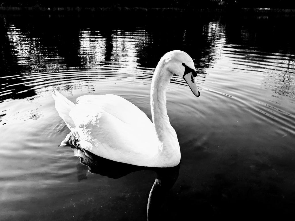 Lone mute swan gliding on river, black and white digital photo download, Boxmoor Hertfordshire