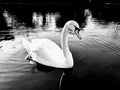 Lone mute swan gliding on river, black and white digital photo download, Boxmoor Hertfordshire