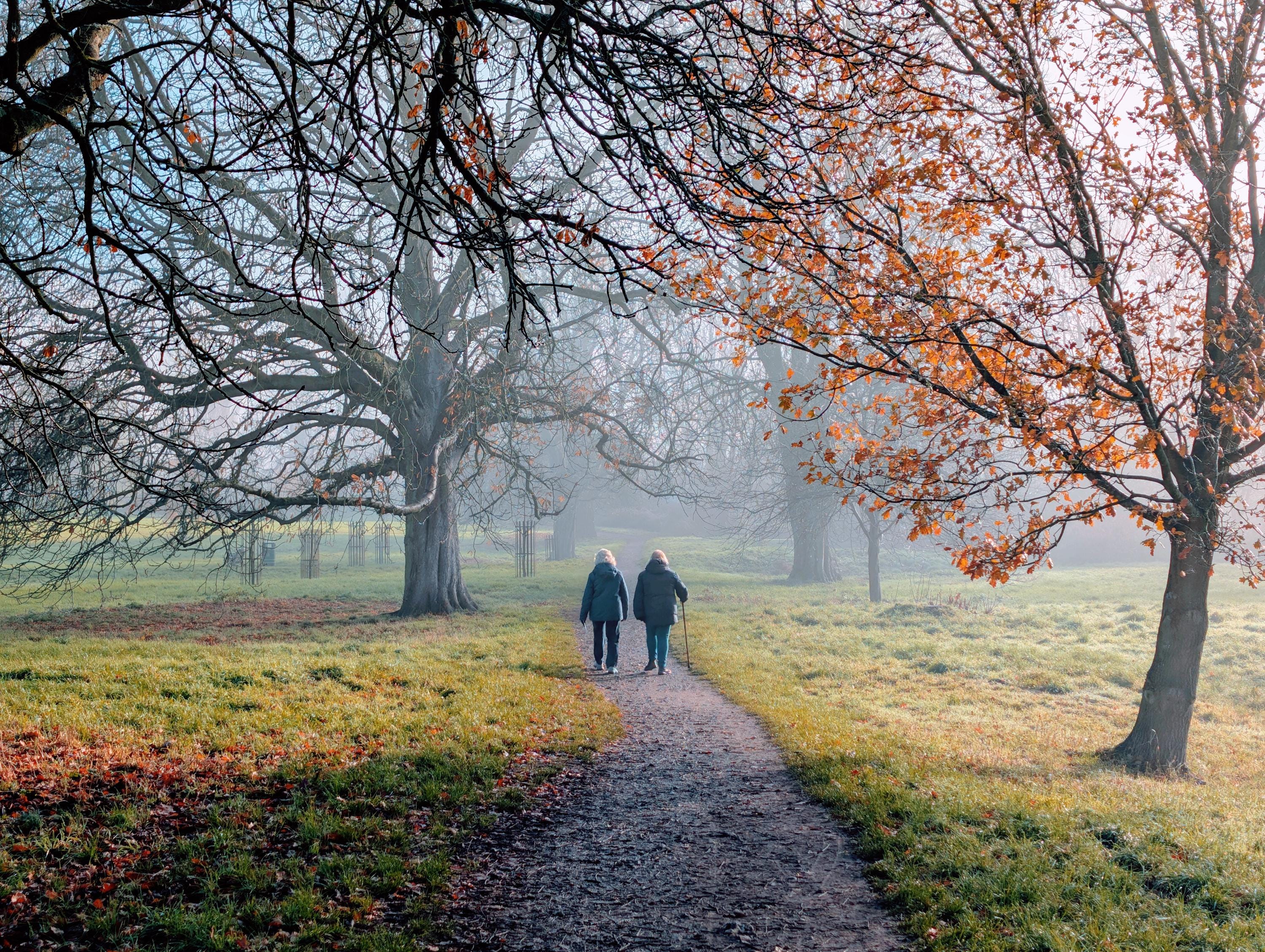 A morning walk in the misty park