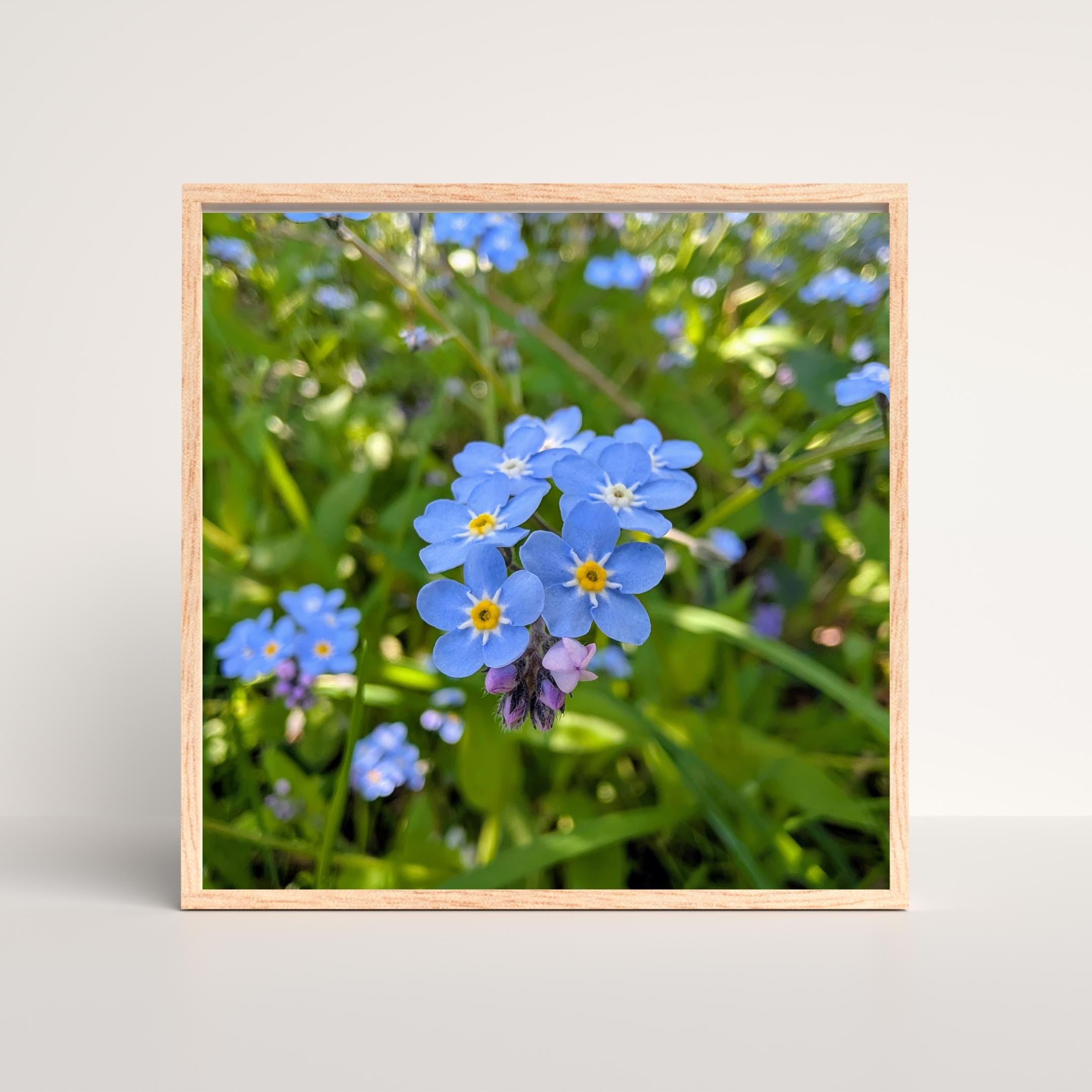 Forget-me-nots in the woodland