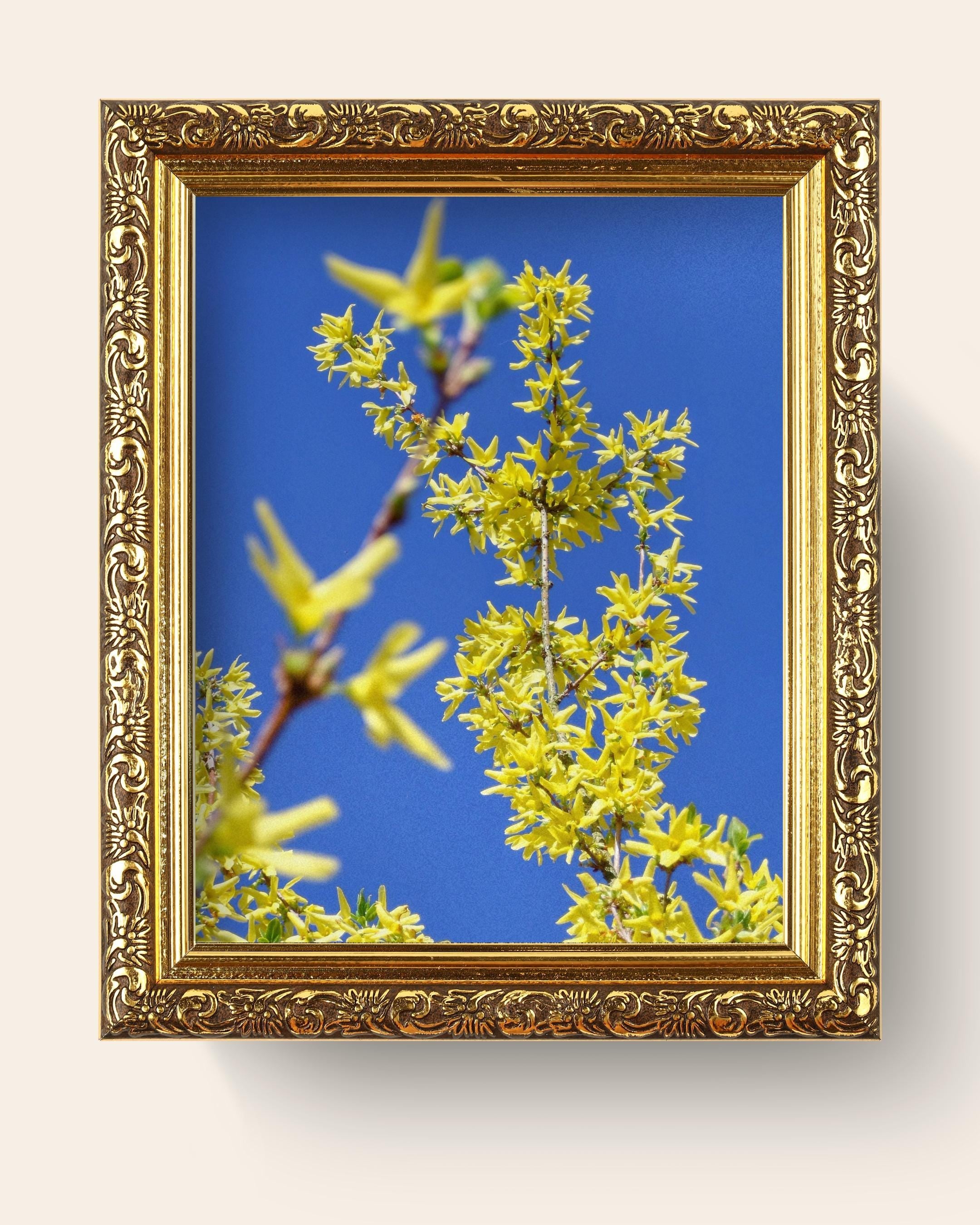 Forsythia and blue sky