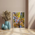 Autumn tree canopy digital photo download, golden leaves, Chipperfield Common Woods Hertfordshire