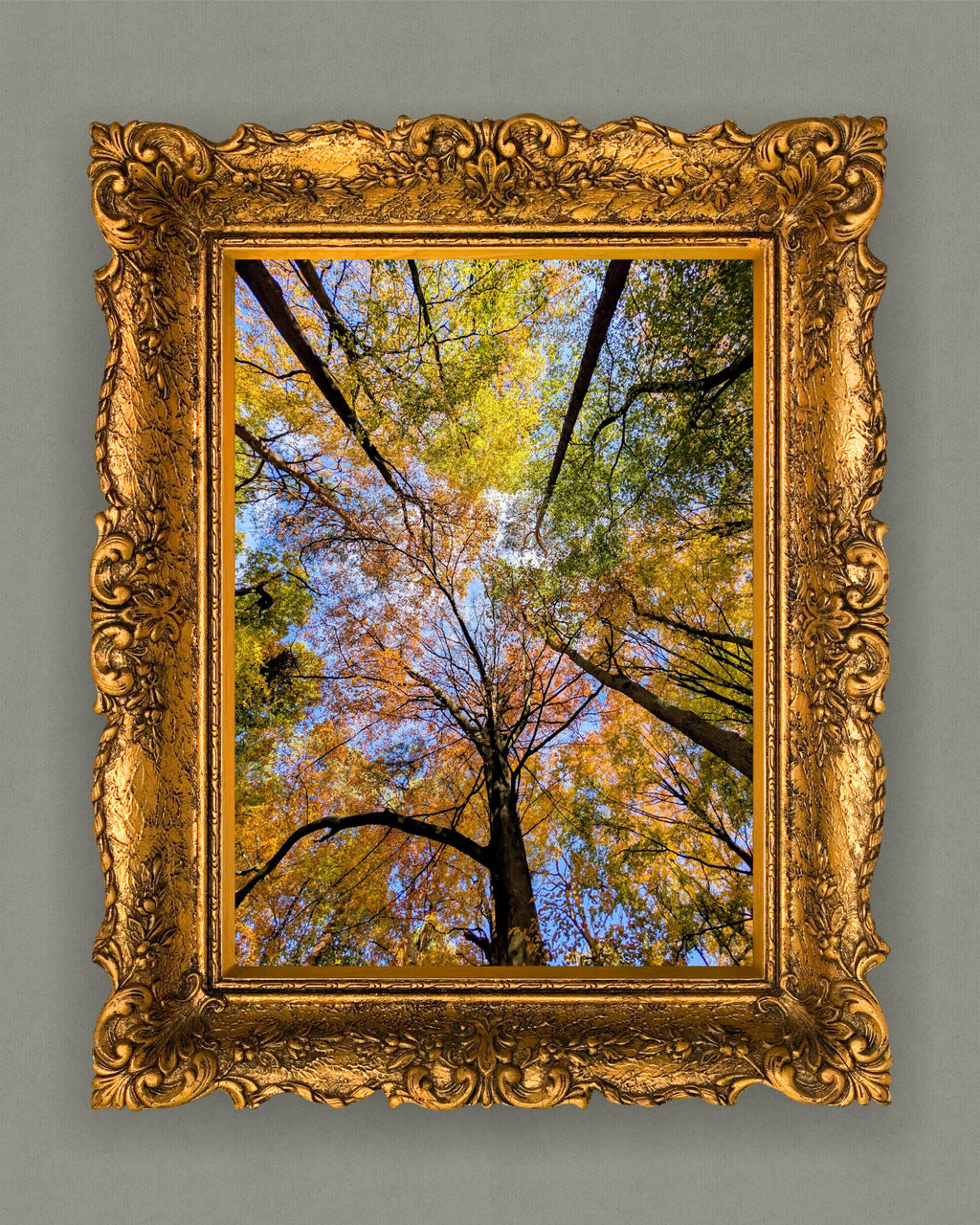 Tree canopy in autumn