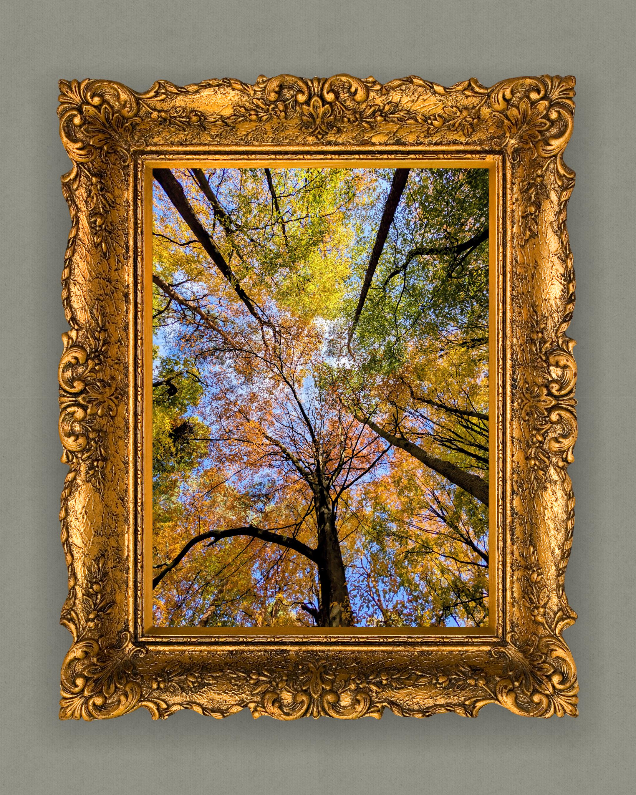 Tree canopy in autumn