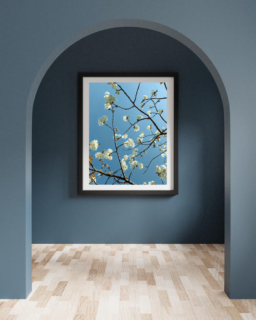 Cherry blossom in April framed print with blooming branches and clustered flowers