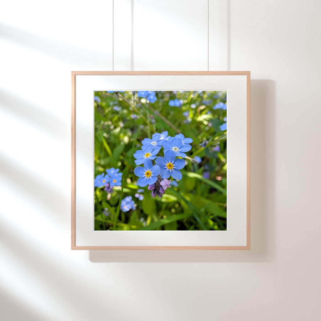 Bright blue forget-me-nots in woodland meadow digital photo download, Hertfordshire England
