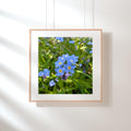 Bright blue forget-me-nots in woodland meadow digital photo download, Hertfordshire England