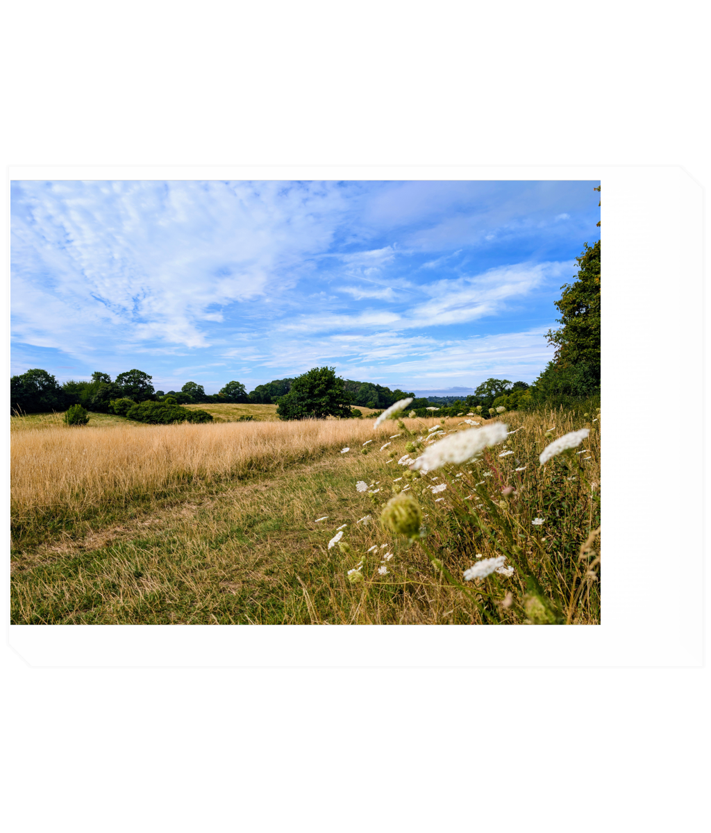 Landscape canvas print with golden meadow, path, and blue sky