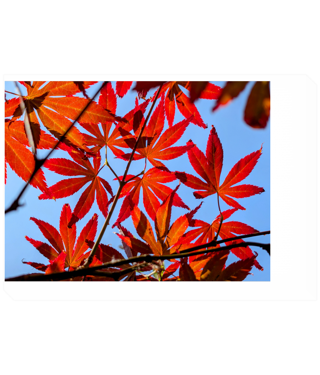 Sunlight through red acer japonica leaves canvas print, 12x16 inch, 260gsm matte polyester