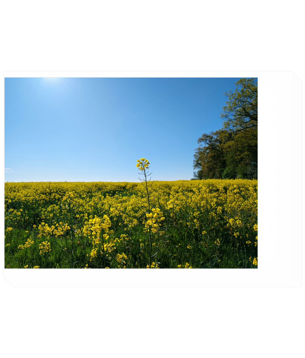 Rectangular canvas print with yellow rapeseed flowers and blue sky, outdoor landscape