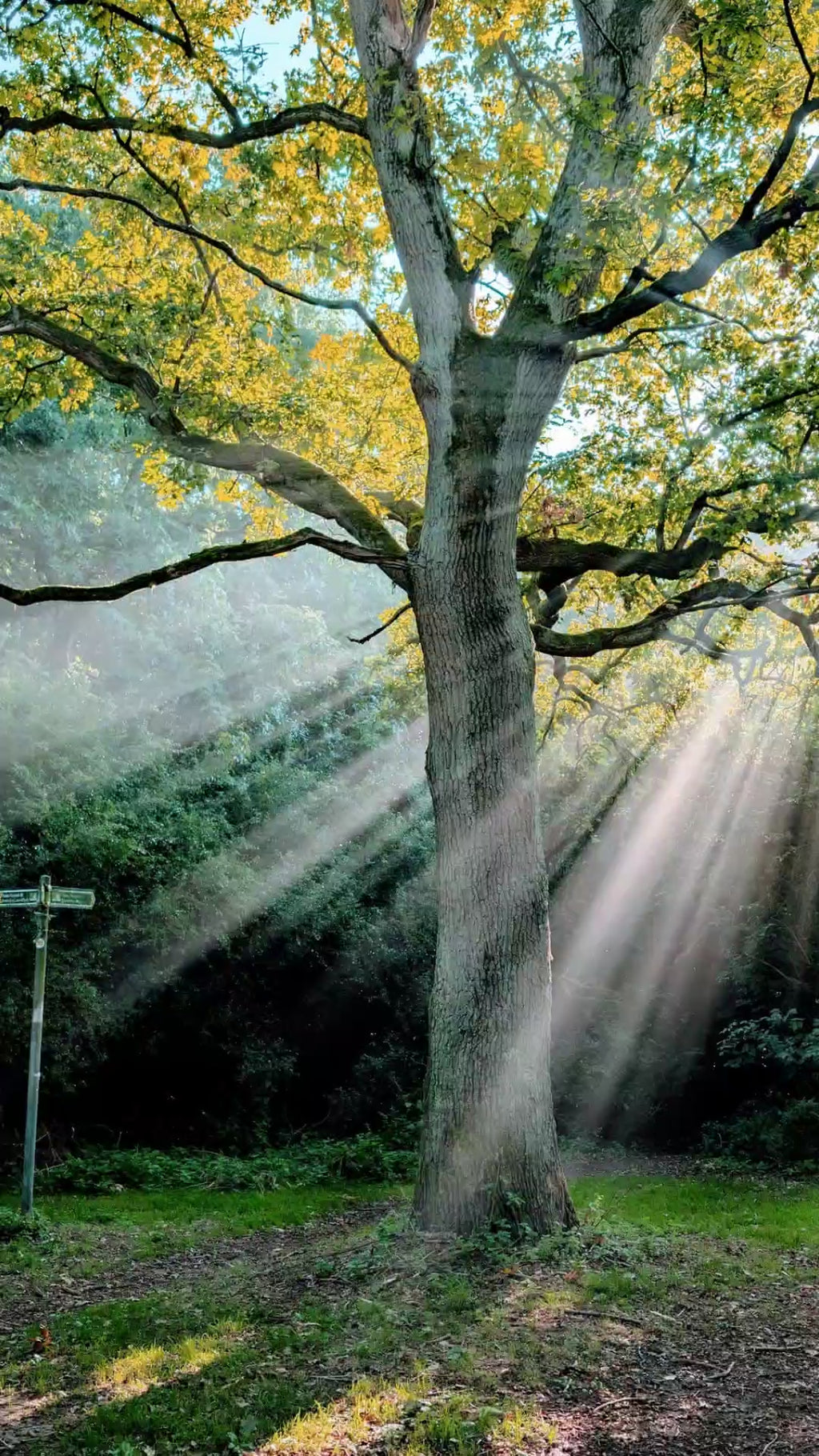 Old Oak tree and long shadows canvas print