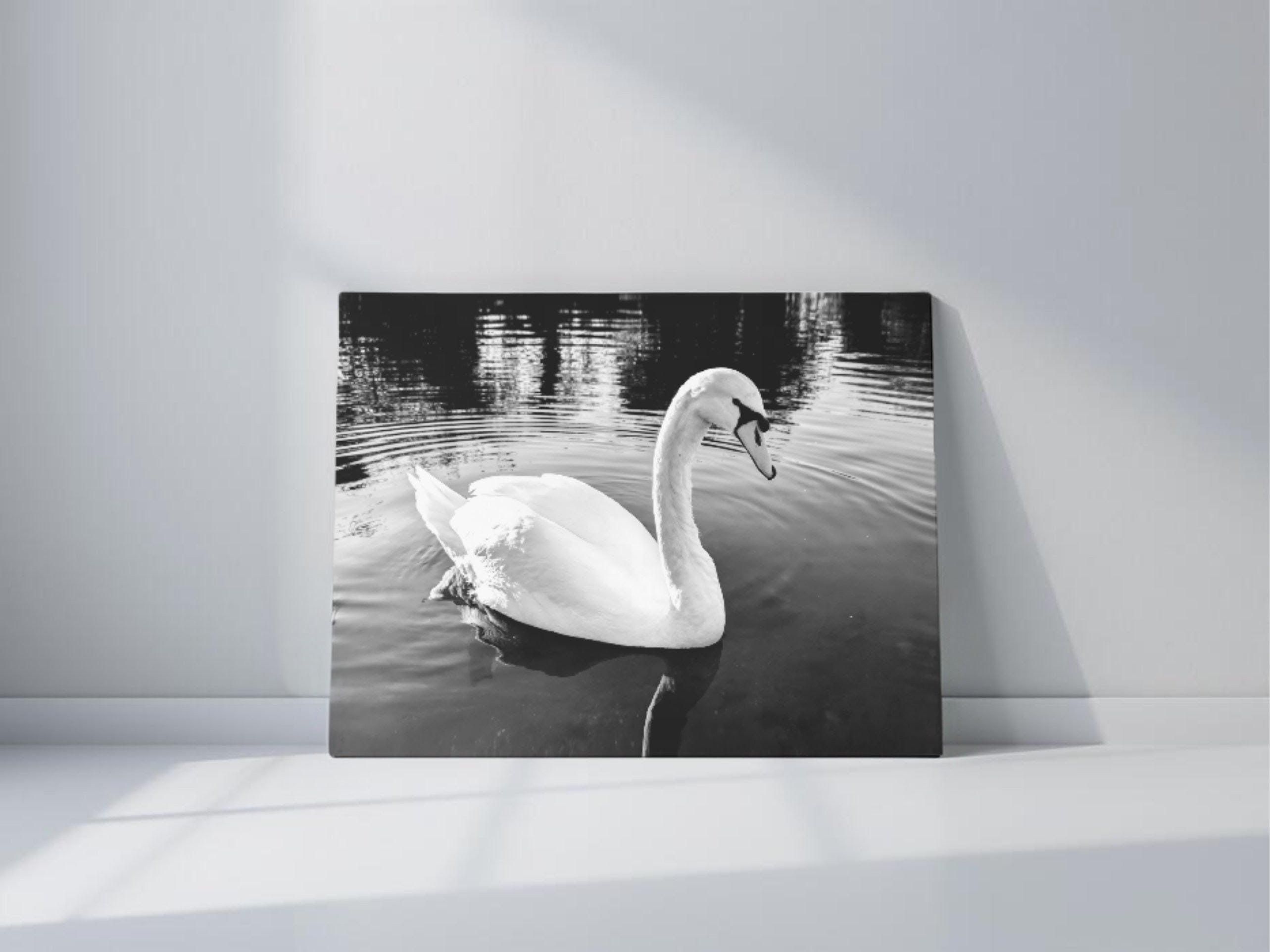 Graceful Swan on the river in black and white canvas print