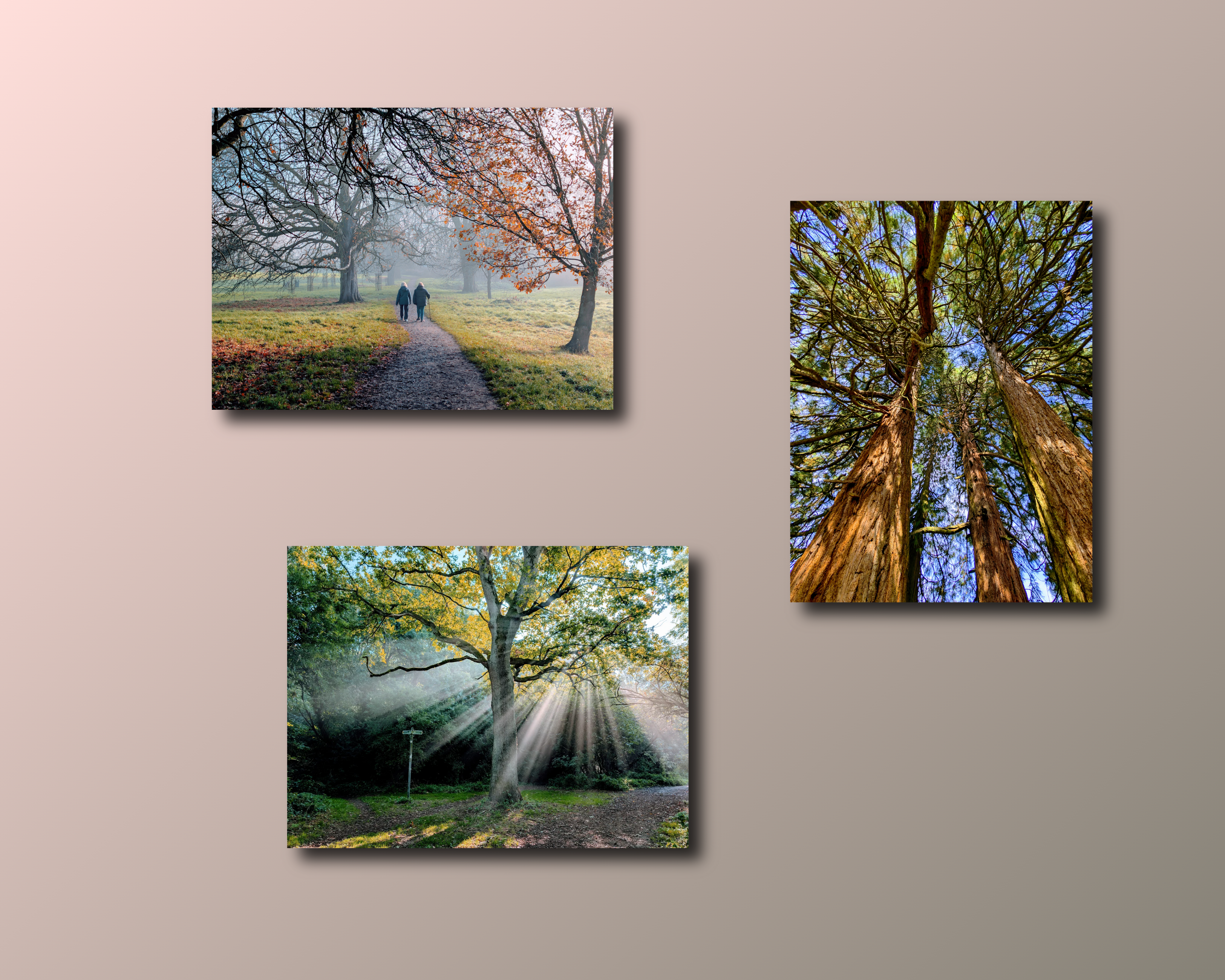 Northridge park tall cedar trees canvas print