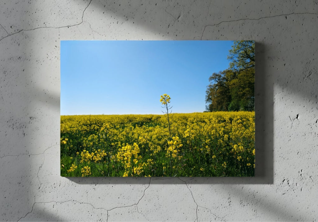 Wall-mounted rectangular canvas print showing yellow rapeseed flowers under blue sky