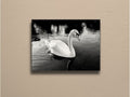 Graceful Swan on the river in black and white canvas print