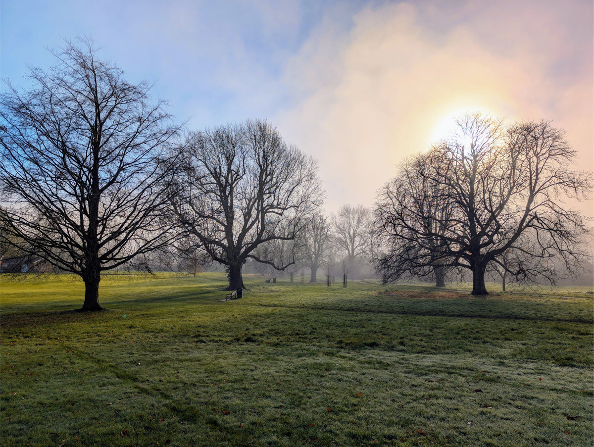 Landscape canvas print featuring three bare trees on a grassy field with dawn glow